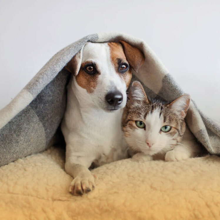 تنها گذاشتن حیوانات خانگی در خانه