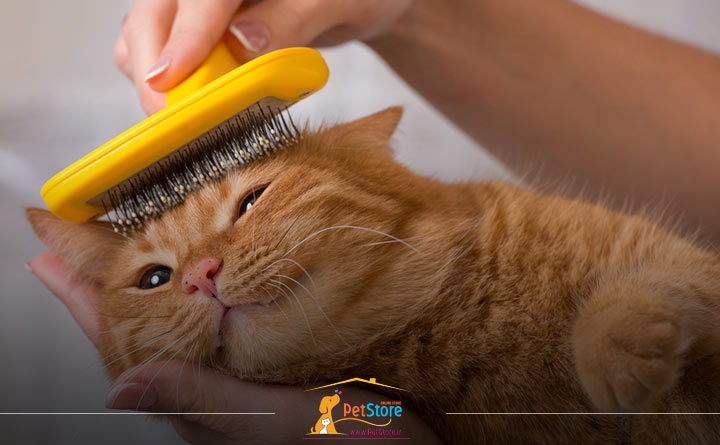 نحوه شانه کردن موی گربه