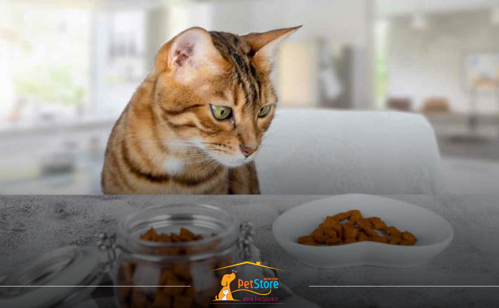 میزان صحیح مصرف غذای تشویقی گربه