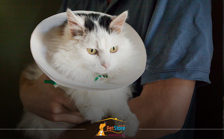 استفاده از یقه محافظ گربه