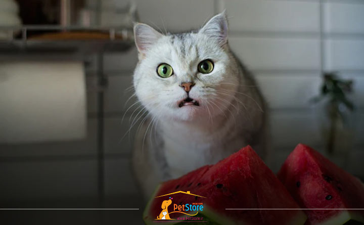 رژیم غذایی ممنوع برای گربه