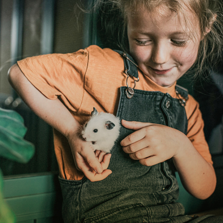 معرفی جوندگان خانگی + ویژگی‌های رفتاری آنها