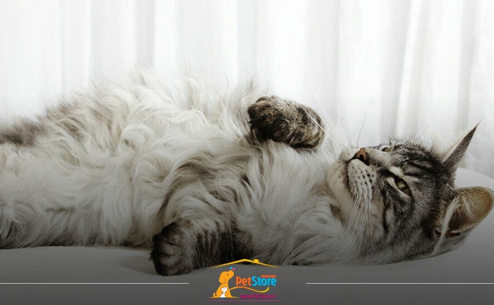 نشانه های پریود گربه