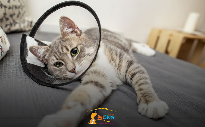 مدیریت درد گربه پس از جراحی