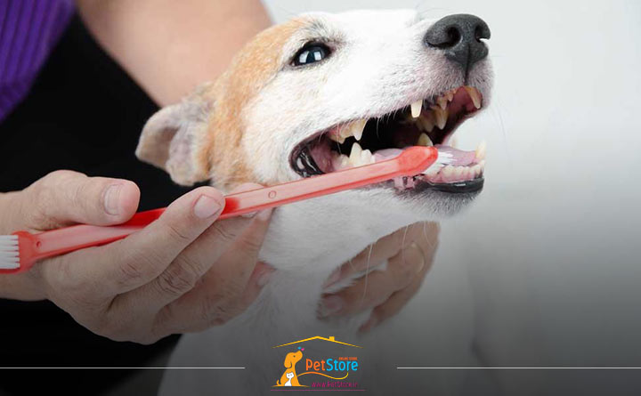 تمیز کردن دندان سگ