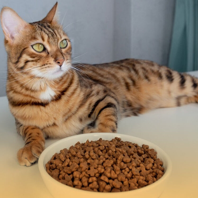 بهترین غذا برای گربه عقیم شده چیست؟