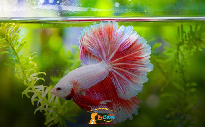 نشانه های ماهی فایتر سالم 