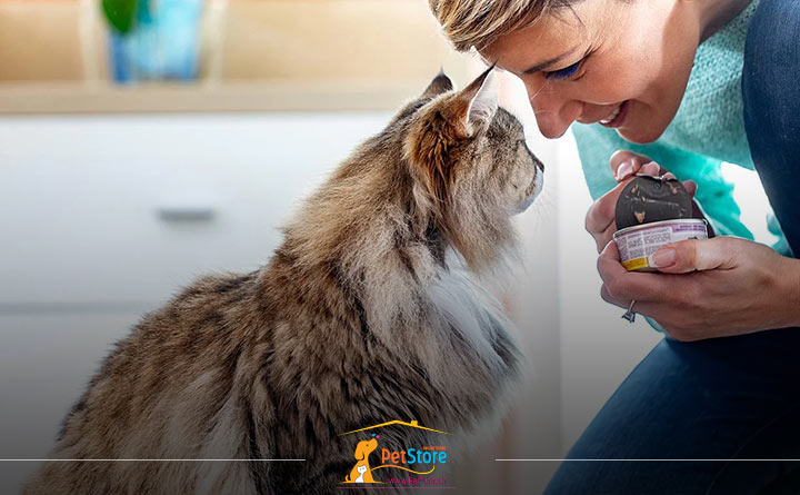 نکات مهم برای غذای تشویقی گربه