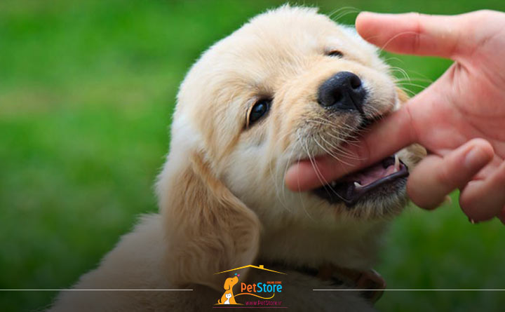 دلیل گاز گرفتن توله سگ