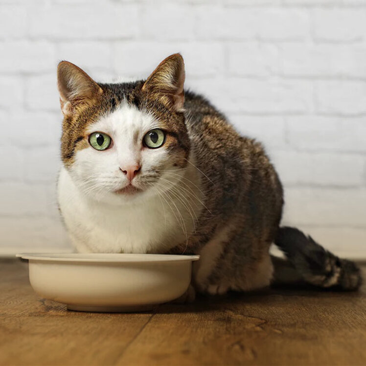 اهمیت میزان آب خوردن گربه در چیست؟