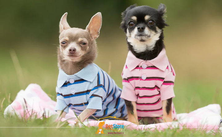 خرید لباس و حوله برای سگ