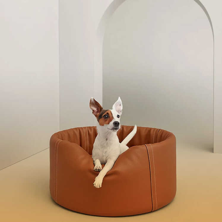 راهنمای خرید تشک و تخت سگ