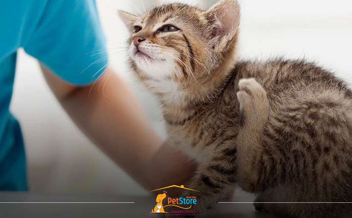 علائم آلرژی غذایی ناشی از خوردن تخم مرغ در گربه