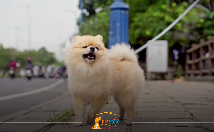 پارس کردن سگ پامرانین