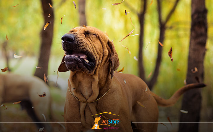 حساسیت در حیوان خانگی