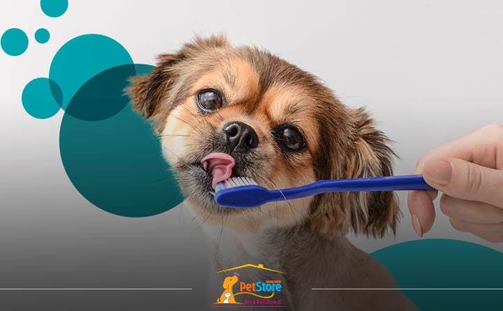 راه‌های افزایش طول عمر سگ: مراقبت های بهداشتی