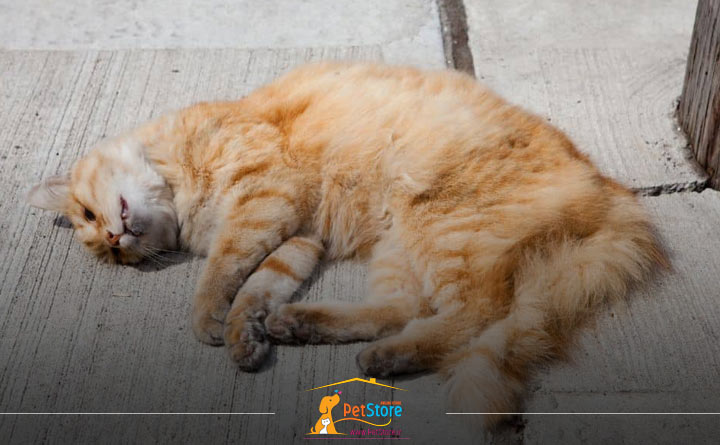 مرگ ناگهانی در گربه بر اثر ضربه یا تروما