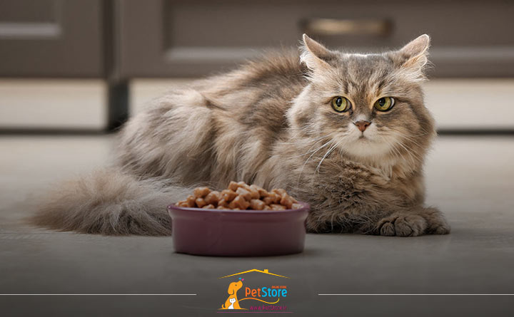 انتخاب بهترین غذای تشویقی برای گربه