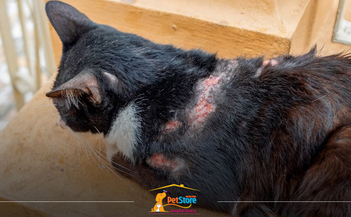 زخم‌های پوستی گربه