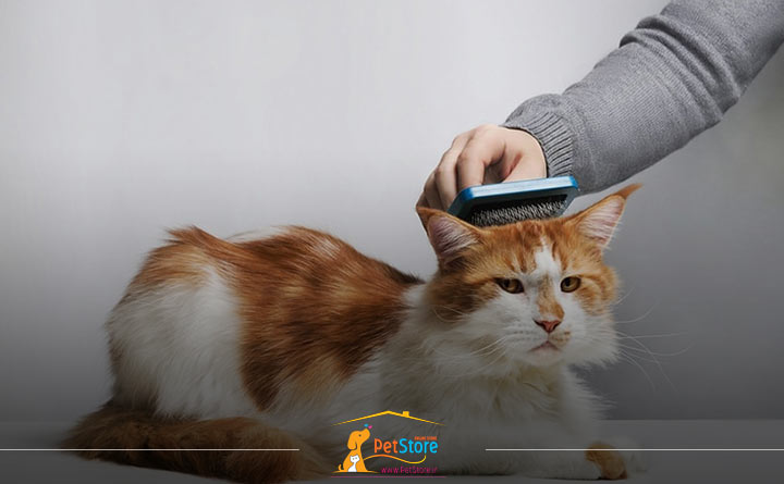رعایت بهداشت و شانه کردن موی گربه