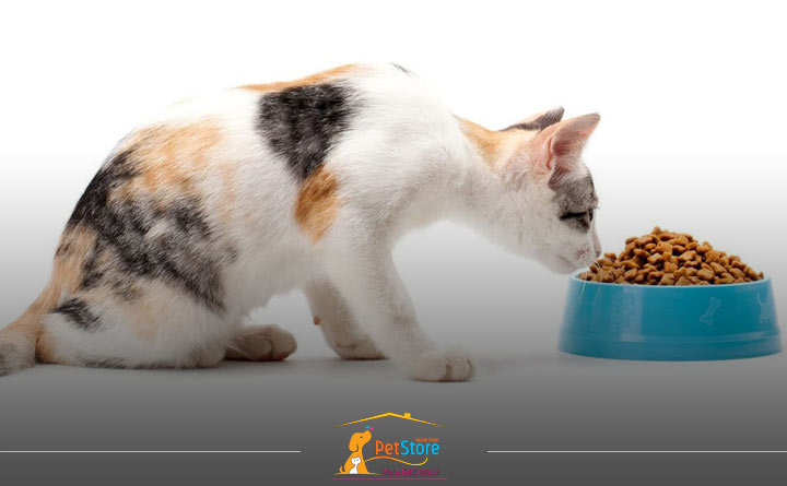 انتخاب غذای خشک گربه با توجه به نژاد گربه