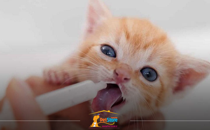 تهیه سرنگ برای شیر دادن به بچه گربه