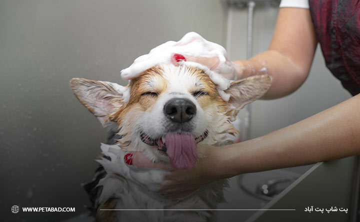 انتخاب شامپو سگ