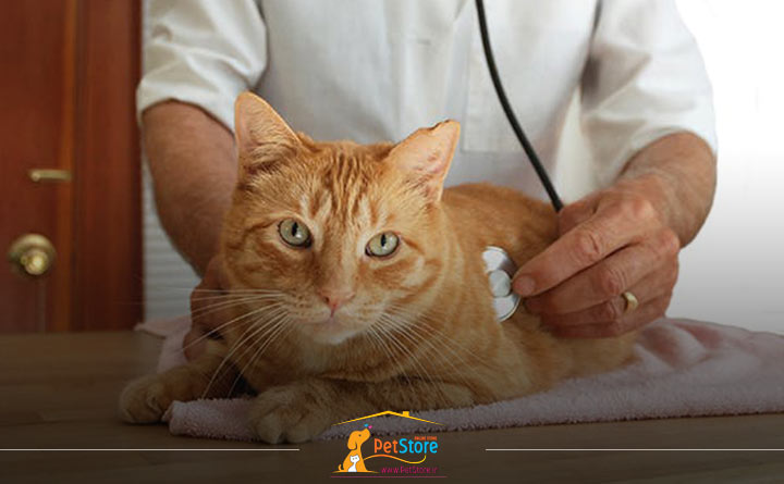 بیماری قلبی در گربه