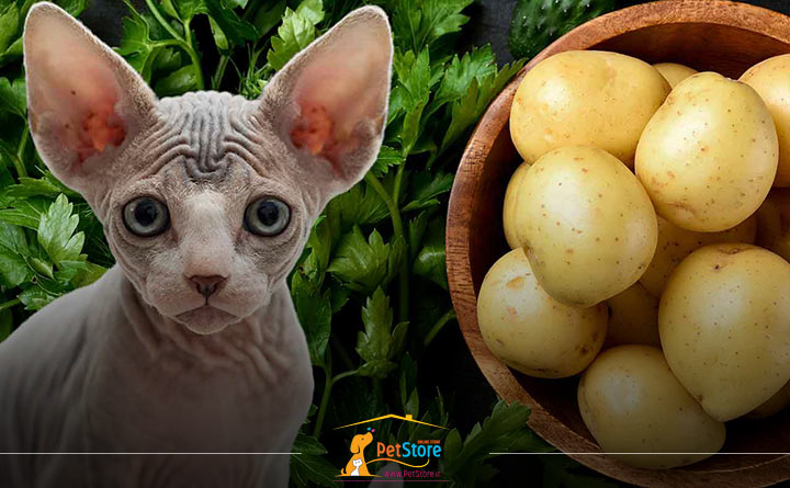 مزایای سیب زمینی برای گربه