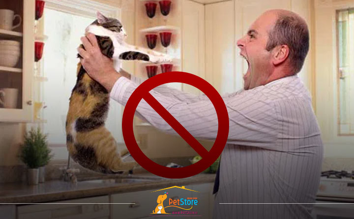 تنبیه نکردن گربه هنگام تربیت 