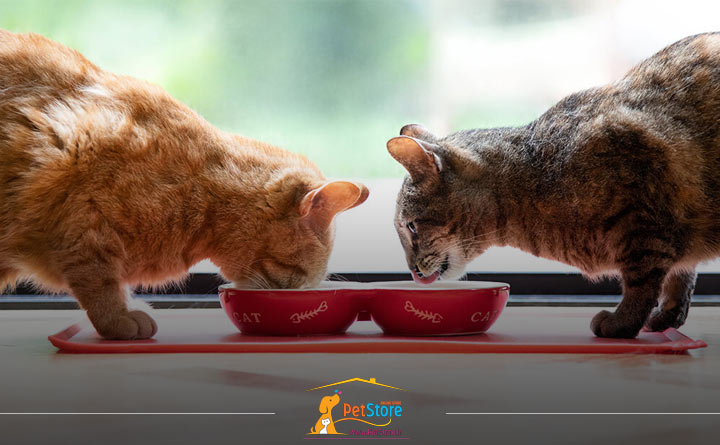 بهترین تغذیه برای گربه عقیم شده