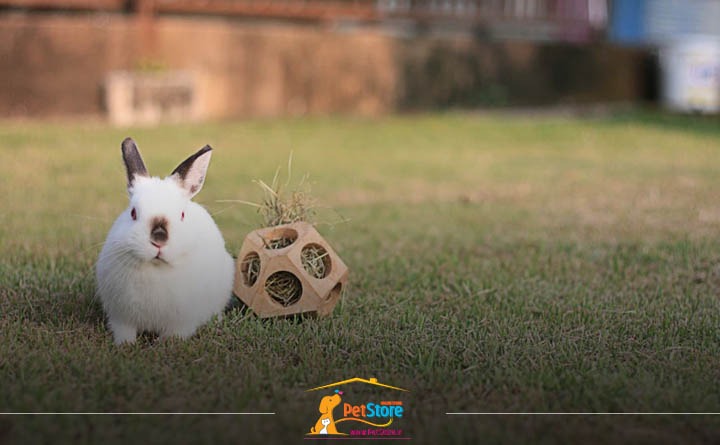 لوازم ضروری نگهداری از خرگوش: اسباب بازی خرگوش
