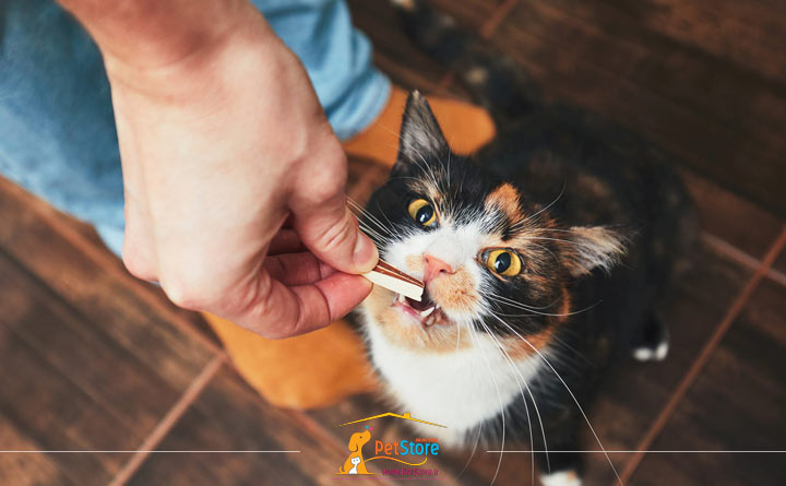 غذای سمی برای گربه 