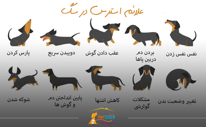 علائم استرس در سگ ها پت استور