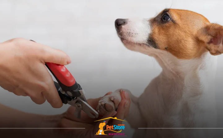 کوتاه کردن ناخنهای سگ: نکات قبل از حمام کردن سگ