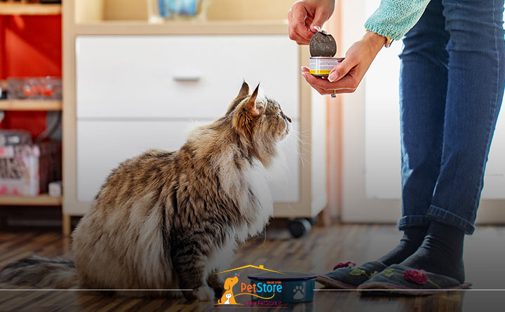 رژیم غذایی گربه مسن 