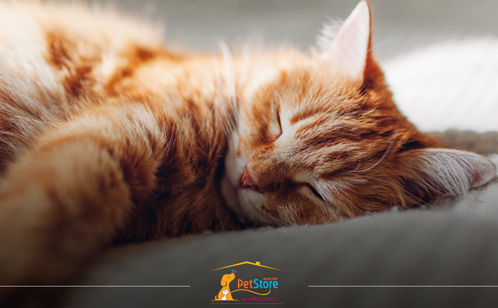 دلیل چرت زدن گربه