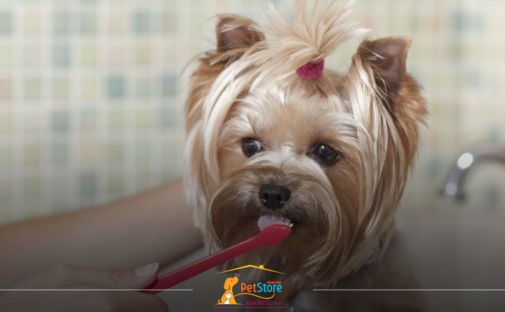 بهترین خمیردندان برای سگ