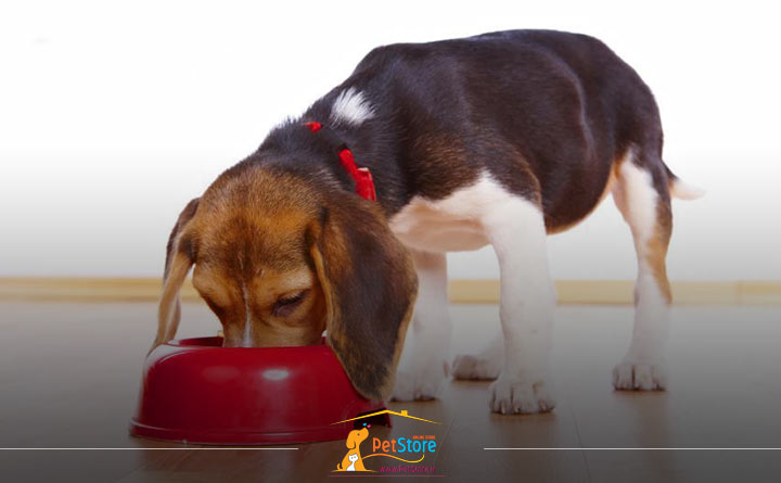 رژیم غذایی متعادل برای سگ 