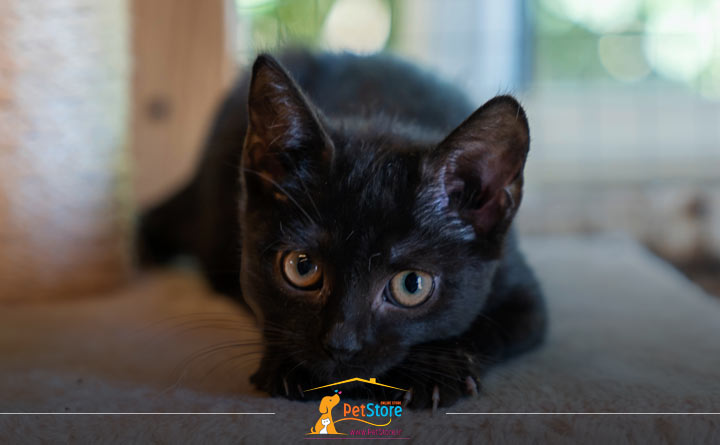 دلیل تمرکز گربه روی چیزها