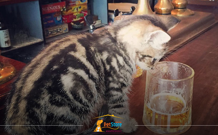 مسمومیت گربه با الکل آبجو