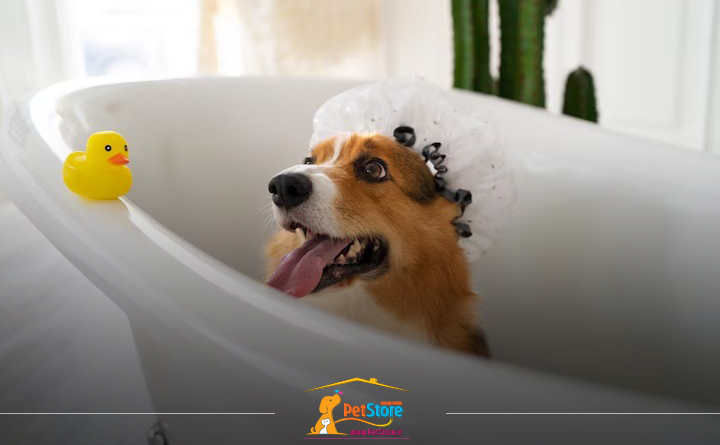 وسایل لازم برای نگهداری سگ در خانه: لوازم جانبی