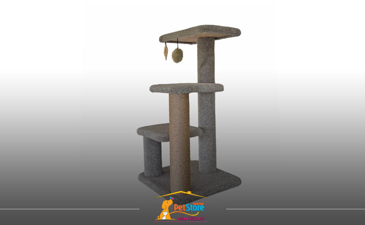 آشنایی با درخت گربه