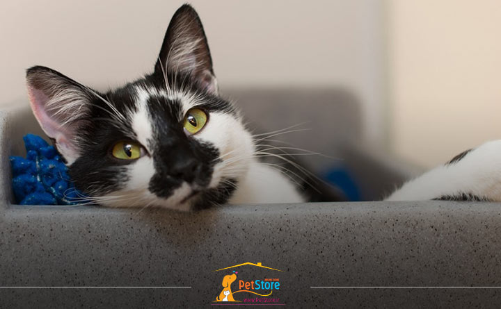 بیمار شدن گربه خانگی 