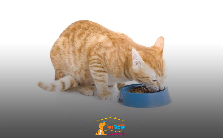 اهمیت غذای مناسب برای گربه باردار