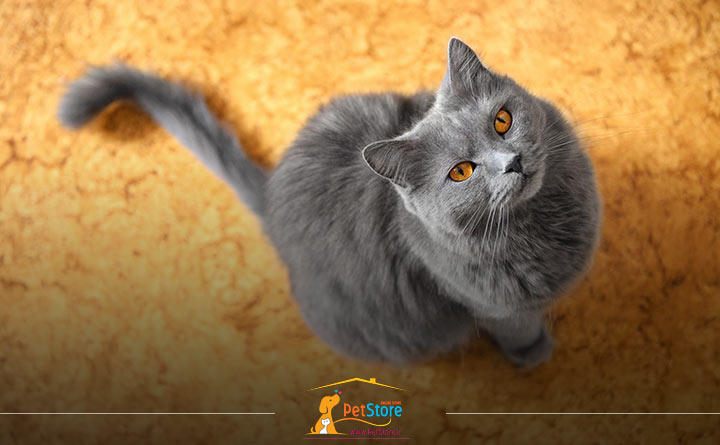 پایین بودن دم گربه