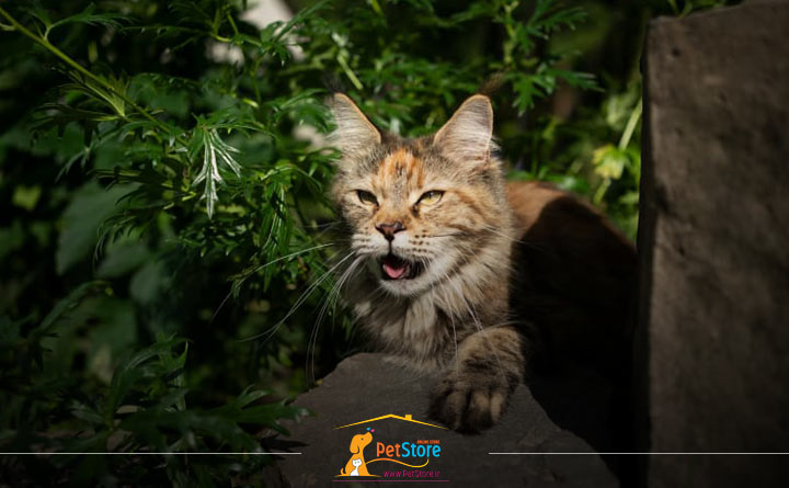 افزایش ناگهانی انرژی گربه