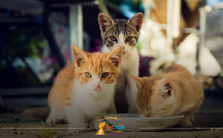 آیا غذای گربه خانگی و خیابانی با یکدیگر متفاوت است؟