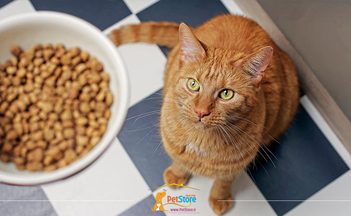 غذای خشک گربه