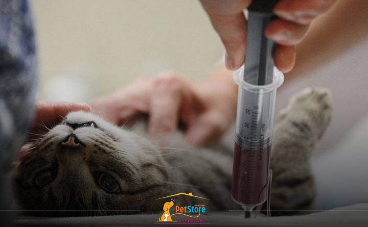 آزمایش خون گربه بالغ 